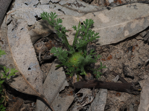 Soliva anthemifolia, photograph 6