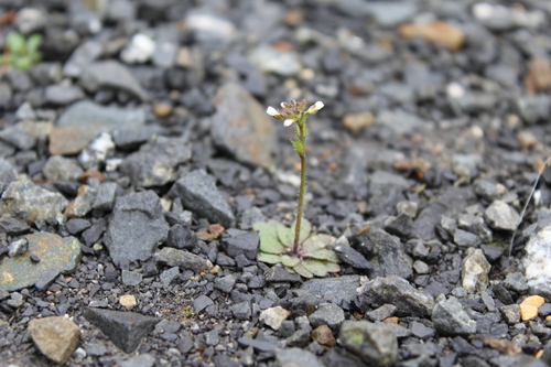 Draba verna, photograph 3
