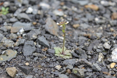 Draba verna, photograph (c) Joe Dillon, some rights reserved (CC BY)