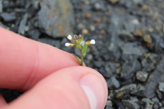 Draba verna, photograph (c) Joe Dillon, some rights reserved (CC BY)