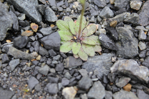 Draba verna, photograph 5