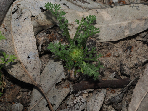 Soliva anthemifolia, photograph 5