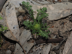 Soliva anthemifolia, photograph (c) Lucas Christofides, some rights reserved (CC BY)