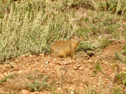 Wyoming Ground Squirrel observed by wag4ag
