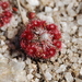 Pygmy Sundew - Photo (c) dracophylla, some rights reserved (CC BY-NC-SA)