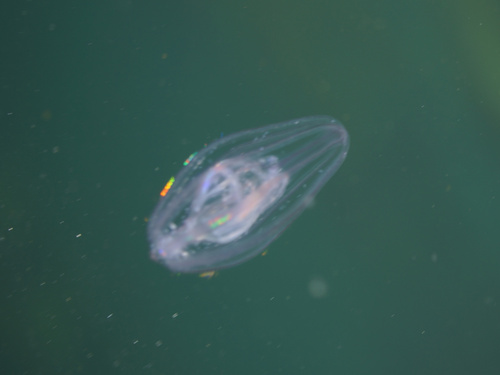 Beroe gracilis