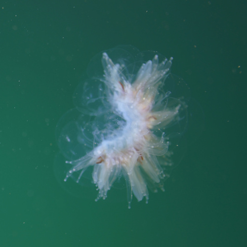barbed wire jelly