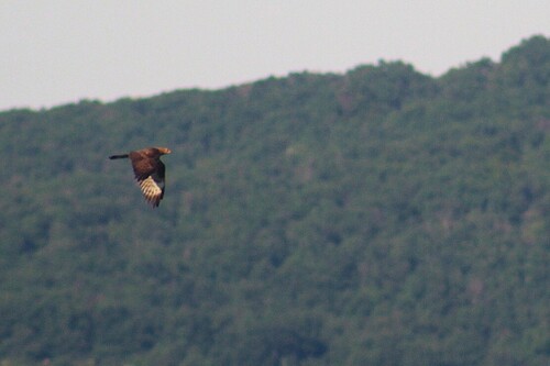 European Honey-buzzard