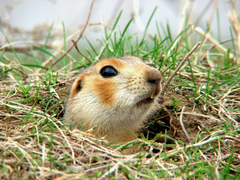Spermophilus major