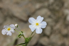 Mimophytum cardiophyllum