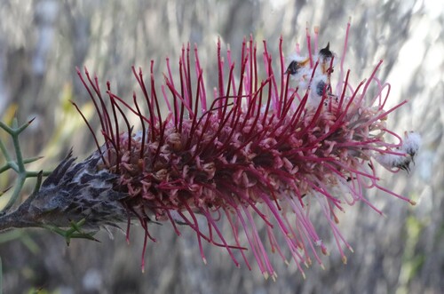 Bottlebrush Grevillea