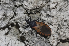 Triatoma dimidiata