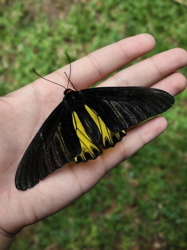 Golden Birdwing