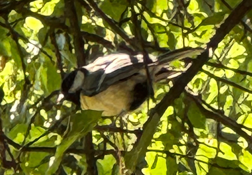 Great Tit