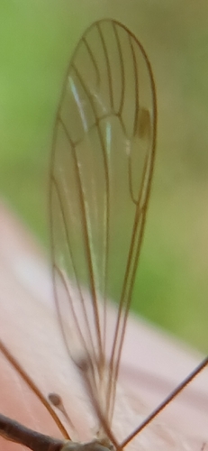 Dicranomyia patens