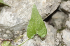 Mimophytum cardiophyllum