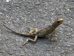 Diploderma swinhonis