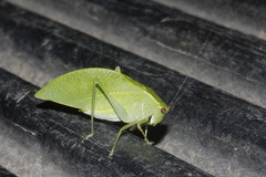 Microcentrum cribrosum