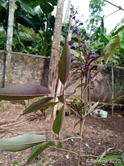 Vitex trifolia