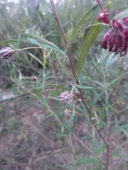 Grevillea diffusa constablei