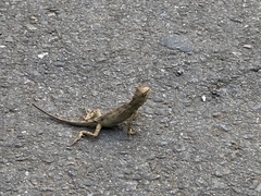 Diploderma swinhonis