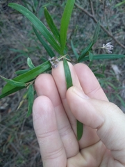 Grevillea diffusa constablei