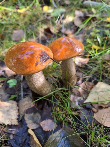Orange Birch Bolete