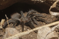 Tliltocatl epicureanus