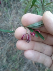 Grevillea diffusa constablei
