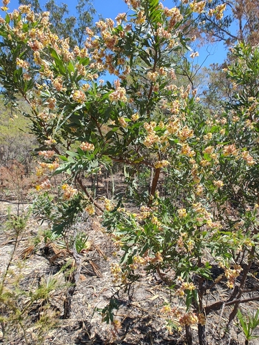 Jacksonia dilatata observed 2026-09-03