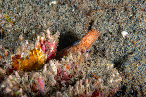 Gymnothorax zonipectis observed 2026-09-04