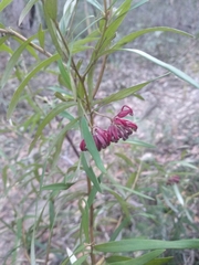 Grevillea diffusa constablei
