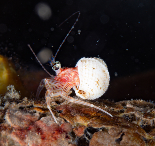Pagurixus observed 2026-09-04