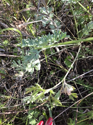 absinthe wormwood