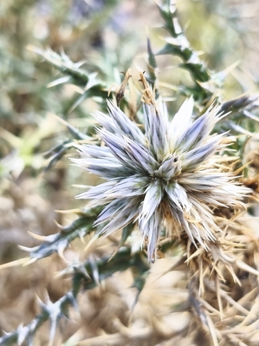 southern globe thistle