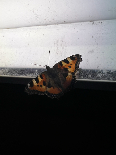 Small Tortoiseshell