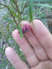 Grevillea diffusa constablei