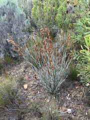 Thamnochortus rigidus, photograph (c) Dave U, some rights reserved (CC BY-SA)