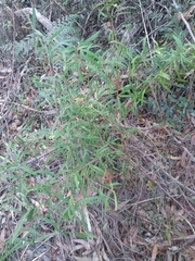 Grevillea diffusa constablei