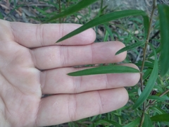 Grevillea diffusa constablei