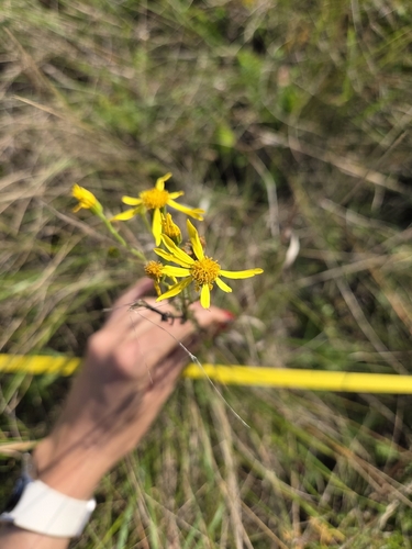 ragwort