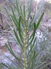 Acacia elongata