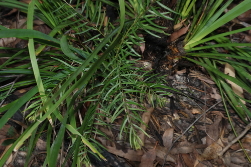 Acacia fimbriata