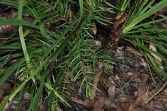 Acacia fimbriata