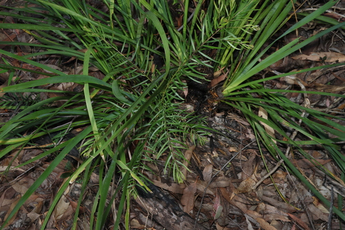 Acacia fimbriata, photograph 1