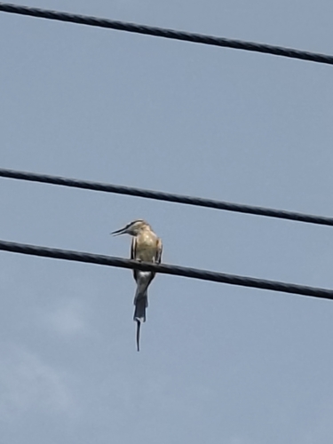 Blue-cheeked Bee-eater