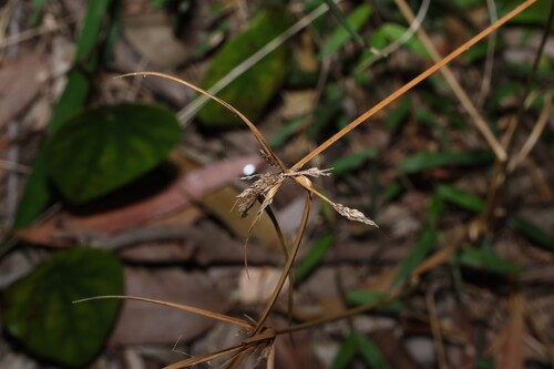 Cyperus polystachyos, photograph 4