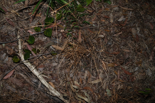 Cyperus polystachyos, photograph 5