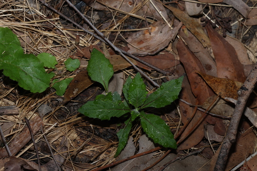 Crassocephalum crepidioides, photograph 4