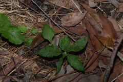 Crassocephalum crepidioides, photograph (c) Greg Tasney, some rights reserved (CC BY-SA)